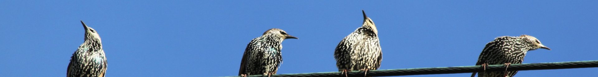 Wprowadź obserwację kolizji ptaka z szybą do Rejestru „Szklane Pułapki”